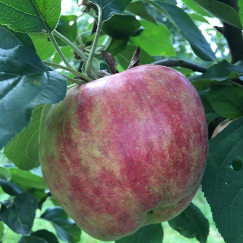 Dværg Æbletræ Rød Gråsten