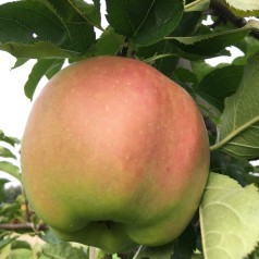 Æbletræ Mutzu / Mutsu