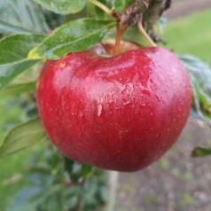 Æbletræ Ritt Bjerregaard