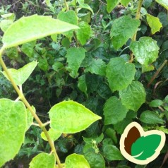 Philadelphus hybrid Starbright - Uægte Jasmin