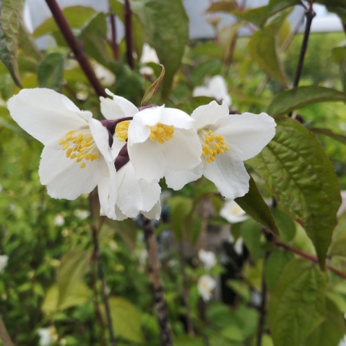 Philadelphus hybrid Starbright - Uægte Jasmin