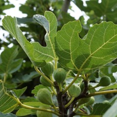 Figentræ Del Portogallo - Ficus carica Del Portogallo