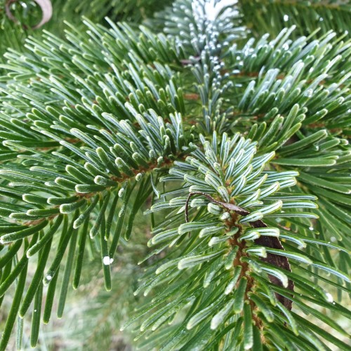 Abies Nordmanniana