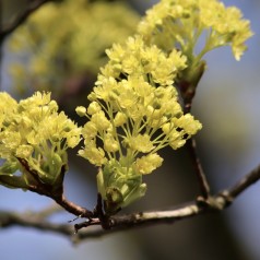 Spidsløn 40-60 cm. - Bundt med 10 stk. barrodsplanter - Acer platanoides _