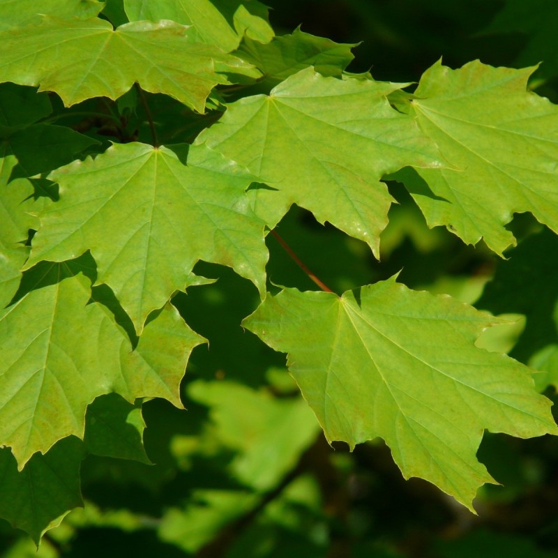 Spidsløn 40-60 cm. - Bundt med 10 stk. barrodsplanter - Acer platanoides _