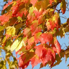 Spidsløn 40-60 cm. - Bundt med 10 stk. barrodsplanter - Acer platanoides _