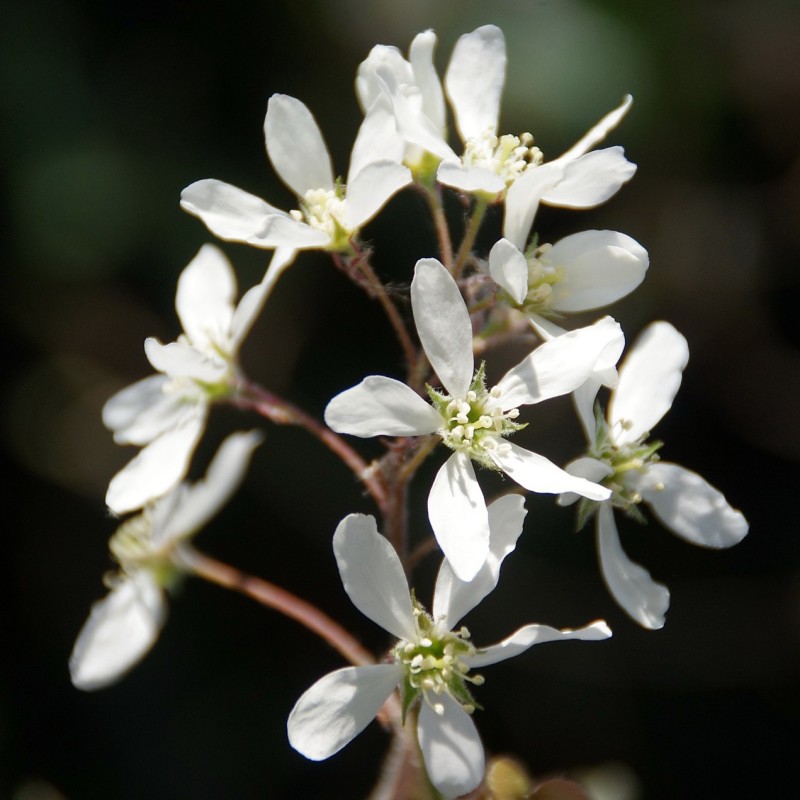 Bærmispel 30-60 cm. - Bundt med 10 stk. barrodsplanter - Amelanchier lamarckii