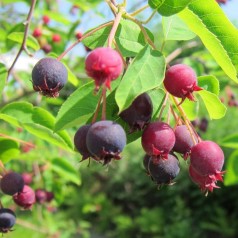 Bærmispel 30-60 cm. - Bundt med 10 stk. barrodsplanter - Amelanchier lamarckiiel