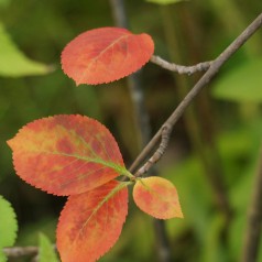 Aronia melanocarpa - Sortfrugtet Surbær