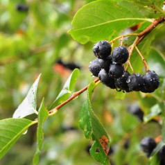 Aronia melanocarpa - Sortfrugtet Surbær