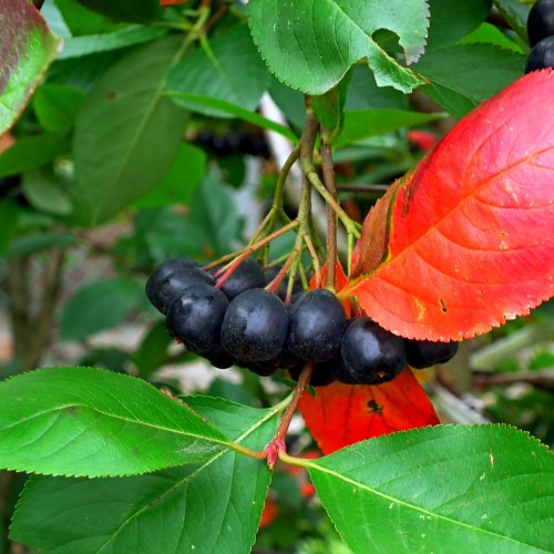 Aronia Melanocarpa Aron