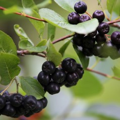 Aronia Melanocarpa Aron
