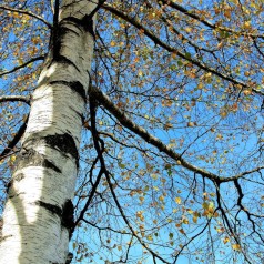 Birk grundstammer - Betula pendula