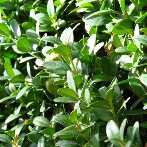 Buxus Sempervirens