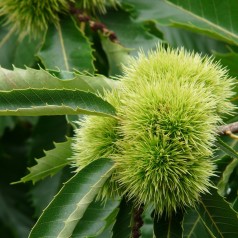 Ægte Kastanje - Spisekastanje - Castanea sativa - 80-100 cm.