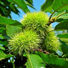 Ægte Kastanje - Spisekastanje - Castanea sativa - 80-100 cm.