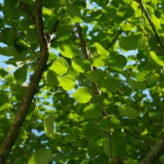 Cercidiphyllum japonicum - Hjertetræ