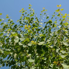 Cercidiphyllum japonicum - Hjertetræ