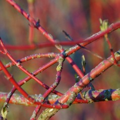 Hvid Kornel, Cornus alba