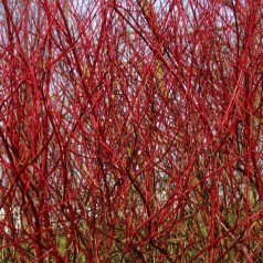 Hvid Kornel, Cornus alba