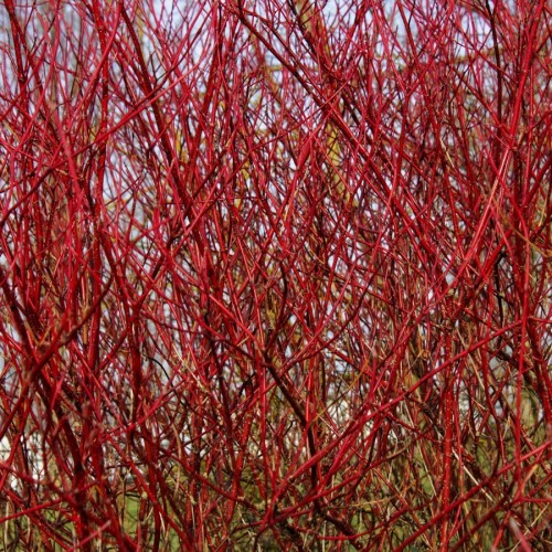 Hvid Kornel, Cornus alba