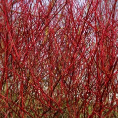 Cornus alba Sibirica / Rødgrenet Kornel