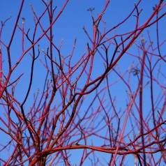 Rød Kornel 60-90 cm. - Bundt med 10 stk. barrodsplanter - Cornus sanguinea