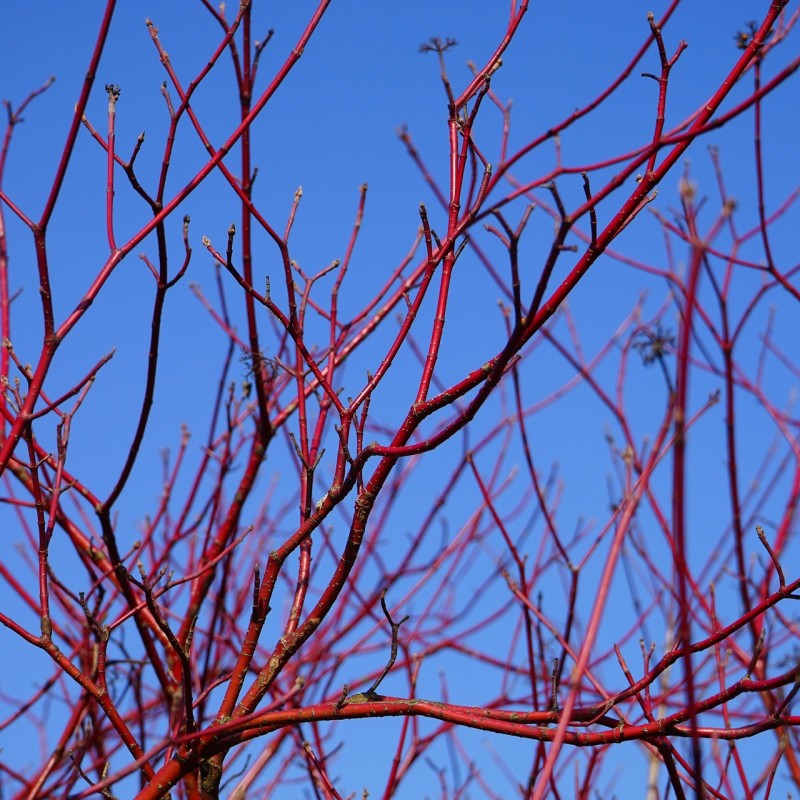 Rød Kornel 60-90 cm. - Bundt med 10 stk. barrodsplanter - Cornus sanguinea