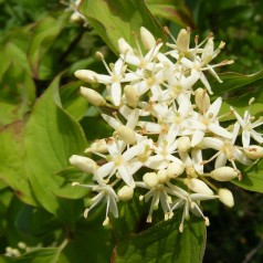 Cornus sanguinea - Rød Kornel