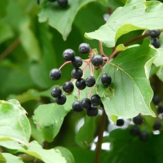 Cornus sanguinea - Rød Kornel