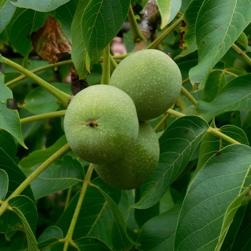 Valnød - Juglans regia
