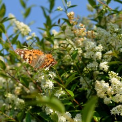 Ligustrum Vulgare Liga