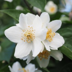 Philadelphus coronarius - Uægt Jasmin - Vellugtende pibeved