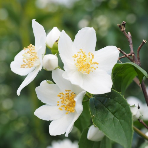 Philadelphus coronarius - Uægt Jasmin - Vellugtende pibeved