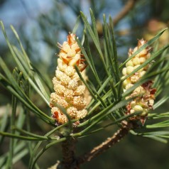 Pinus sylvestris - Skovfyr