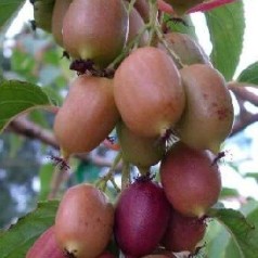 Actinidia arguta Kens Red / Stikkelsbærkiwi