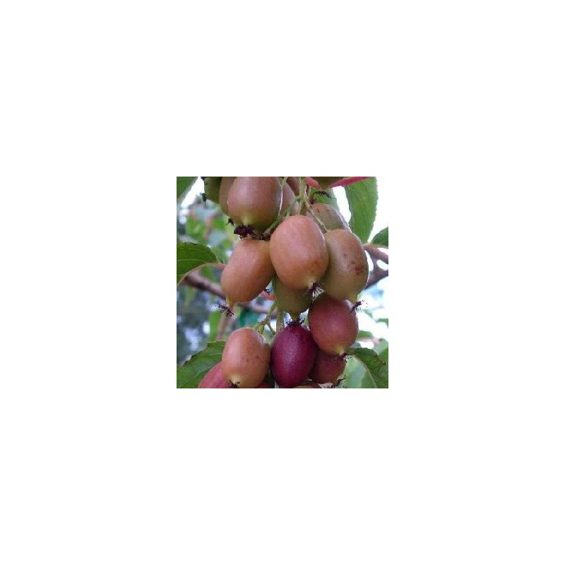 Actinidia arguta Kens Red / Stikkelsbærkiwi