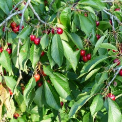 Prunus Avium