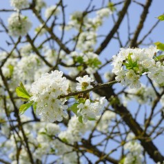 Prunus Avium Fuglekirsebær