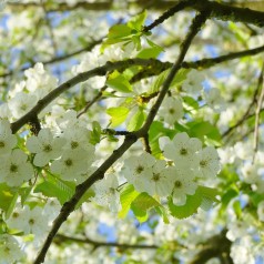 Prunus Avium Fuglekirsebær