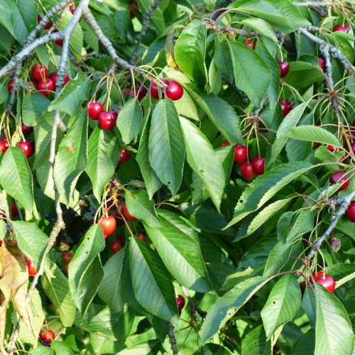 Prunus Avium Fuglekirsebær