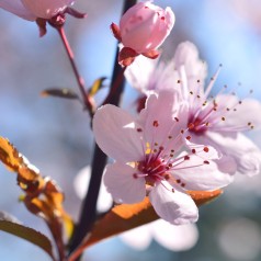 Blomme Grundstammer