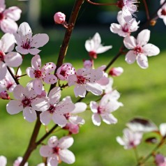 Blomme Grundstammer