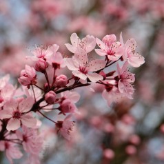 Blomme Grundstammer