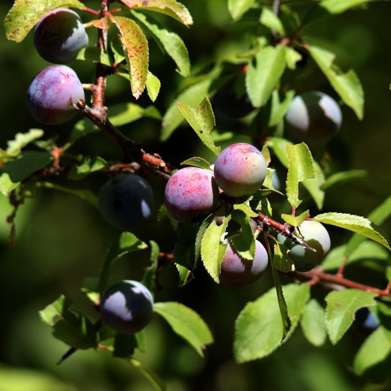 Slåen 30-80 cm. - Bundt med 10 stk. barrodsplanter - Prunus spinosa