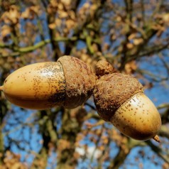 Quercus robur - Stilkeg