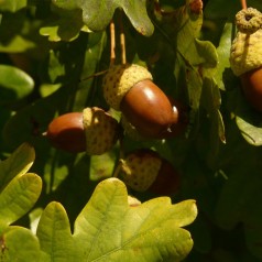 Quercus robur - Stilkeg