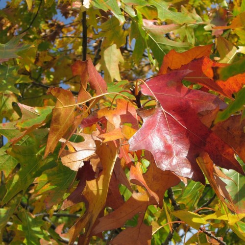 Quercus rubra - Rødeg