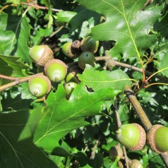 Quercus rubra - Rødeg