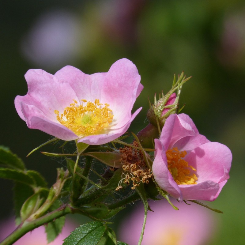 Hunderose, Rosa canina